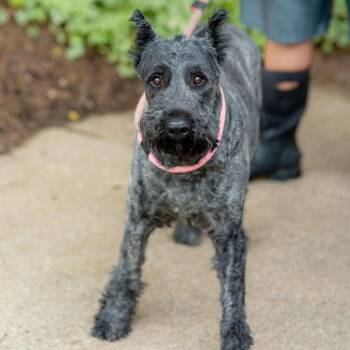 Tully -  Bouvier Des Flandres Dog for Adoption in Chester Springs, Pennsylvania - Tully | PetCurious