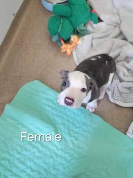 Mastiff and Terrier Dogs Available for Adoption in Chambersburg, Pennsylvania - Squirt | PetCurious