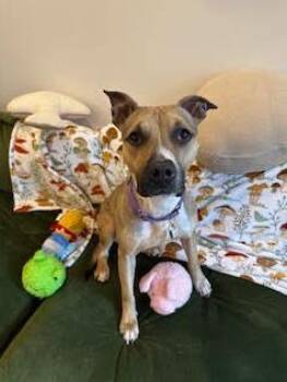 Pit Bull Terrier and Mixed Breed Dogs Available for Adoption in Atlanta, Georgia - Bailey | PetCurious