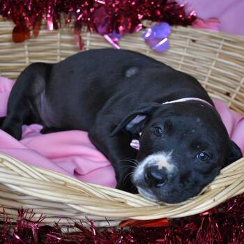 Black Mouth Cur and Great Dane Dogs Available for Adoption - Vaeda | PetCurious