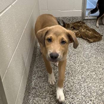 Deep Fried Oreo -  Labrador Retriever and Great Pyrenees Dog Available for Adoption in Morganton, North Carolina - Deep Fried Oreo | PetCurious