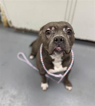 Pit Bull Terrier Dogs Available for Adoption - LEAFLET | PetCurious