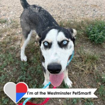 Revali -  Husky and Mixed Breed Dog for Adoption in Fort Collins, Colorado - Revali | PetCurious