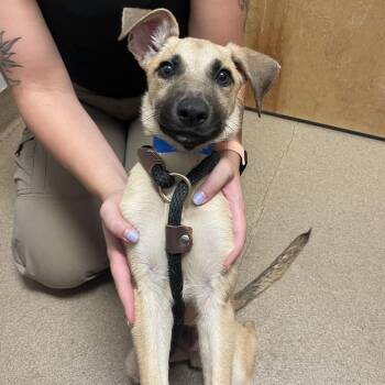 Howie -  Mixed Breed Dog for Adoption in Chattanooga, Tennessee - Howie | PetCurious