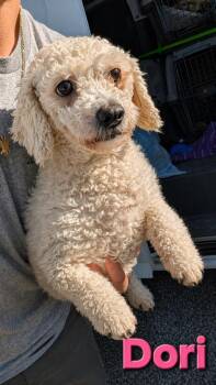 Bichon Frise Dogs Available for Adoption in Lima, Ohio - Dori | PetCurious