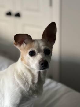 Darla -  Chihuahua and Mixed Breed Dog for Adoption in Choctaw, Oklahoma - Darla | PetCurious