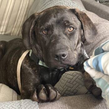 Pepper (Pansy) -  Mixed Breed Dog for Adoption in Avon, Ohio - Pepper (Pansy) | PetCurious