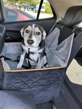 LITTLE ONE -  Shepherd Dog for Adoption in San Antonio, Texas - LITTLE ONE | PetCurious