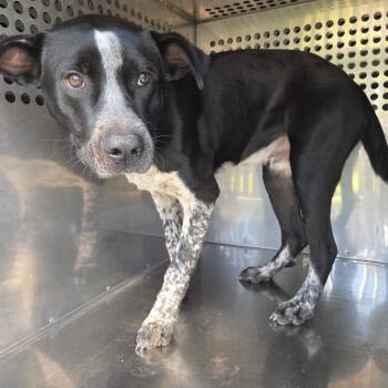 Rescue Labrador Retriever and Pit Bull Terrier Dogs for Adoption in Columbus, Georgia - -10/23/2025-Stray-RoyalStreet | PetCurious
