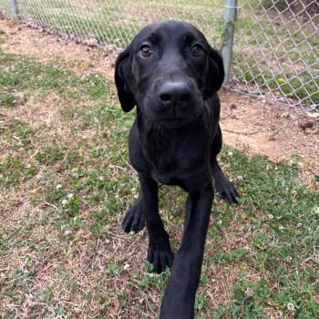 Black Labrador Retriever Dogs Available for Adoption in Roxboro, North Carolina - Speedy | PetCurious