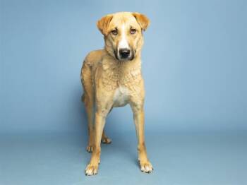 German Shepherd Dog Dogs Available for Adoption in Phoenix, Arizona - MITZY | PetCurious