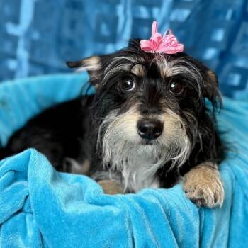 Yorkshire Terrier and Mixed Breed Dogs Available for Adoption - Edith | PetCurious