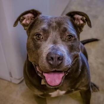 Pit Bull Terrier Dogs Available for Adoption in Columbia, South Carolina - Dain | PetCurious