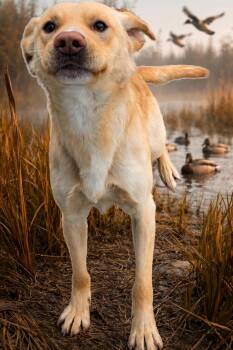 Labrador Retriever Dogs Available for Adoption in Yreka, California - Charlie - 29383 | PetCurious