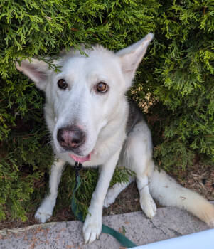 Rescue Husky and White German Shepherd Dogs for Adoption in Warren, Michigan - Legend | PetCurious