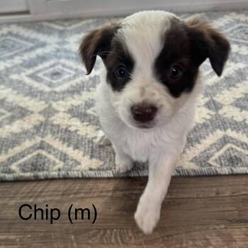 Jack Russell Terrier Dogs Available for Adoption in Cashmere, Washington - Chip | PetCurious