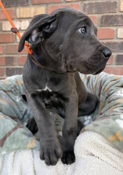 Cane Corso Dogs Available for Adoption in Glendale, Arizona - Munster Litter - Herman - ADOPTED | PetCurious