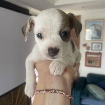 Hudson -  Chihuahua and Mixed Breed Dog for Adoption in Los Angeles, California - Hudson | PetCurious