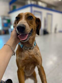 Rescue Australian Cattle Dog Blue Heeler Dogs for Adoption in Gatesville, Texas - Cinnamon | PetCurious