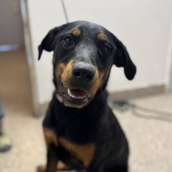 Rescue Beauceron Dogs for Adoption in Fallon, Nevada - Mercy | PetCurious