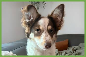 Australian Shepherd Dogs Available for Adoption - Joey | PetCurious