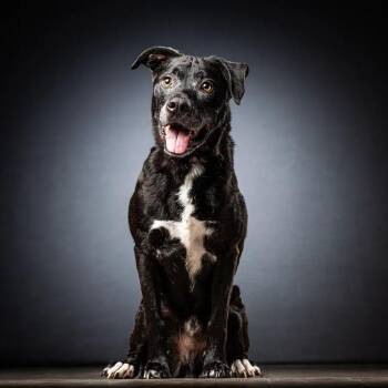 Ryder -  Black Labrador Retriever and Mixed Breed Dog for Adoption in Jupiter, Florida - Ryder | PetCurious