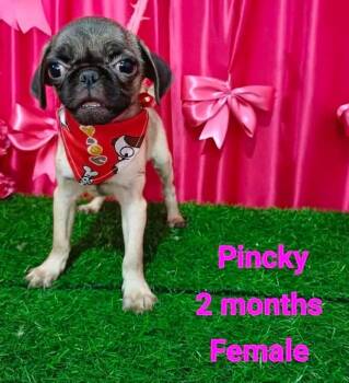 Pincky -  Pug Dog for Adoption in Durango, Colorado - Pincky | PetCurious