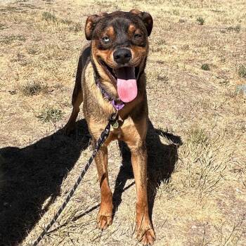 Moe -  Mixed Breed Dog for Adoption in Hailey, Idaho - Moe | PetCurious