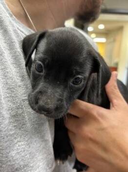 Penelope -  Labrador Retriever and Mixed Breed Dog for Adoption in Kansas City, Missouri - Penelope | PetCurious