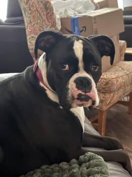 Boxer Dogs Available for Adoption in Park Row, Texas - JoJo | PetCurious