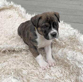American Staffordshire Terrier and Boxer Dogs Available for Adoption - Woodstock | PetCurious
