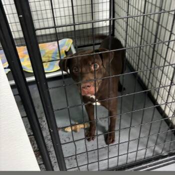 Labrador Retriever Dogs Available for Adoption in St. Louis, Missouri - Popsicle Stick | PetCurious