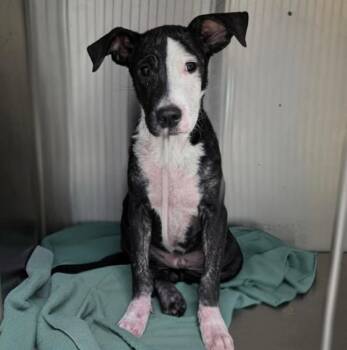 Bestie (p) -  Mixed Breed Dog for Adoption in New York, New York - Bestie (p) | PetCurious