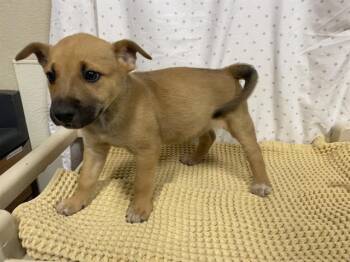 German Shepherd Dog Dogs Available for Adoption in Modesto, California - A611005 | PetCurious