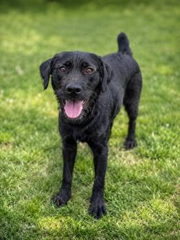 Ozzy -  German Wirehaired Pointer Dog for Adoption in Wooster, Ohio - Ozzy | PetCurious
