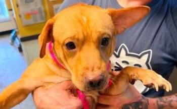 Simpson -  Chihuahua and Mixed Breed Dog for Adoption in Bowling Green, Kentucky - Simpson | PetCurious