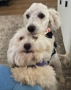 Clementine and Calvin -  Maltipoo and Bichon Frise Dog for Adoption in Los Angeles, California - Clementine And Calvin | PetCurious