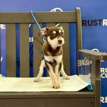 SLIPPER -  Cattle Dog Dog for Adoption in Waterford, New Jersey - SLIPPER | PetCurious