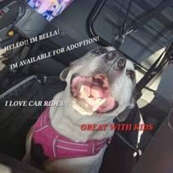 Bella -  Pit Bull Terrier Dog for Adoption in Sweetwater, Tennessee - Bella | PetCurious