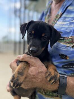 Ferris -  Mixed Breed Dog for Adoption in Toms River, New Jersey - Ferris | PetCurious