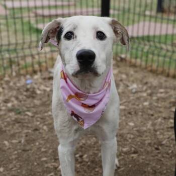 Terrier Dogs Available for Adoption in San Antonio, Texas - COOKIE | PetCurious