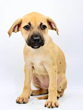 Coco -  Beagle and Boxer Dog for Adoption in Morton Grove, Illinois - Coco | PetCurious