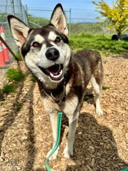 Siberian Husky Dogs Available for Adoption in Salem, Oregon - Taiga | PetCurious