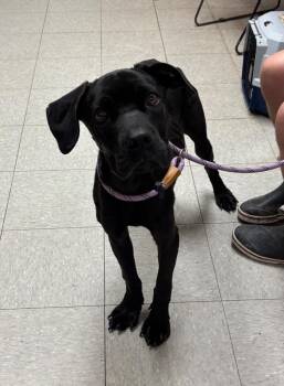 Boxer Dogs Available for Adoption in Sorrento, Louisiana - Sweet Caroline | PetCurious