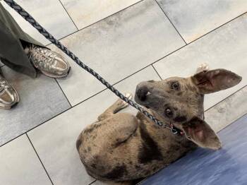 POPTART -  Pit Bull Terrier and Mixed Breed Dog for Adoption in Charlotte, North Carolina - POPTART | PetCurious