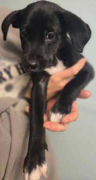 Antonia -  Black Labrador Retriever and Mixed Breed Dog for Adoption in Aiken, South Carolina - Antonia | PetCurious