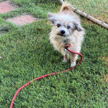 Ruffles -  Cairn Terrier Dog for Adoption in Woodruff, South Carolina - Ruffles | PetCurious