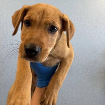 Bear -  Mixed Breed Dog for Adoption in Las Cruces, New Mexico - Bear | PetCurious