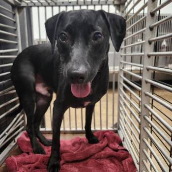 Bowser -  Black Labrador Retriever Dog for Adoption in Abilene, Texas - Bowser | PetCurious