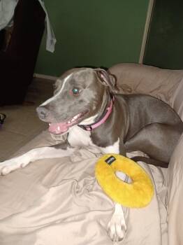 Rescue American Bully and Greyhound Dogs for Adoption in Treasure Island, Florida - Lily | PetCurious